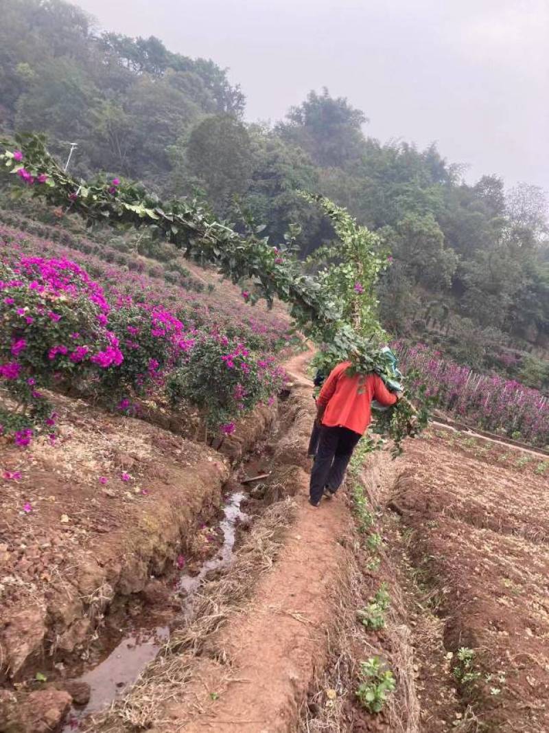 安格斯三角梅紫花多枝藤蔓高度1.5—4米视频看货量大从优
