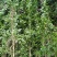 安格斯三角梅紫花多枝藤蔓高度1.5—4米视频看货量大从优