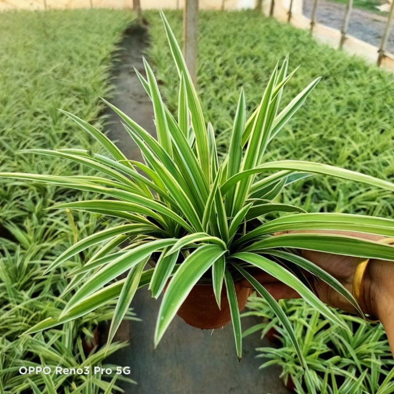 月季海棠佛甲草