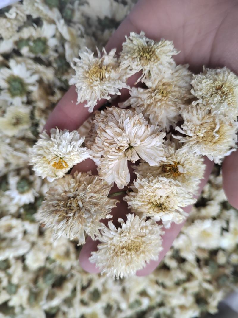 菊花，药用菊花，喝茶用菊花，七月菊，白菊，炕干无硫