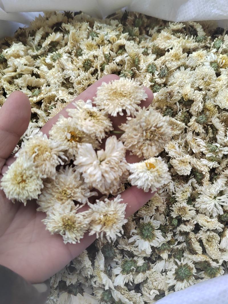 菊花，药用菊花，喝茶用菊花，七月菊，白菊，炕干无硫