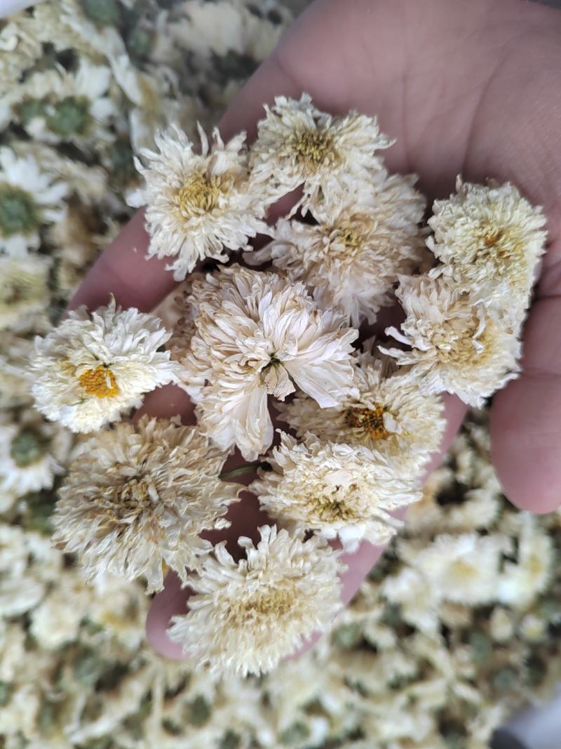 菊花，药用菊花，喝茶用菊花，七月菊，白菊，炕干无硫