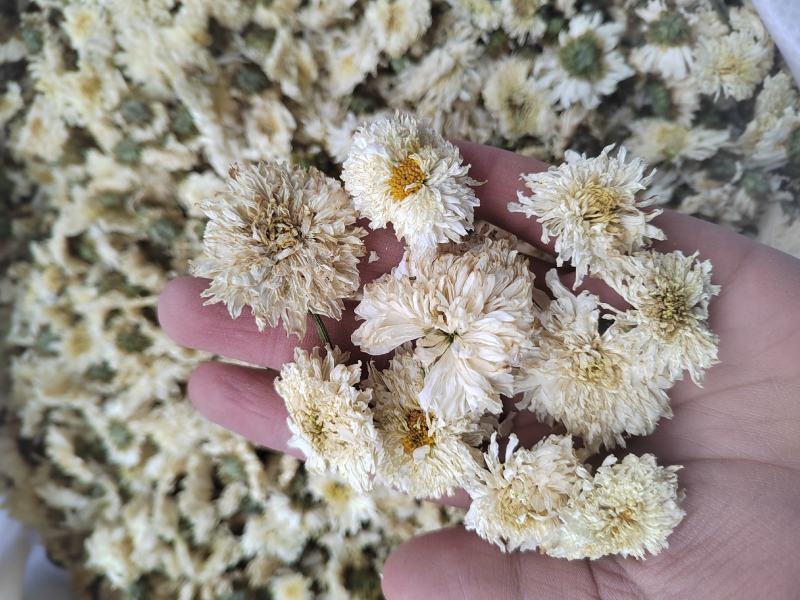 菊花，药用菊花，喝茶用菊花，七月菊，白菊，炕干无硫