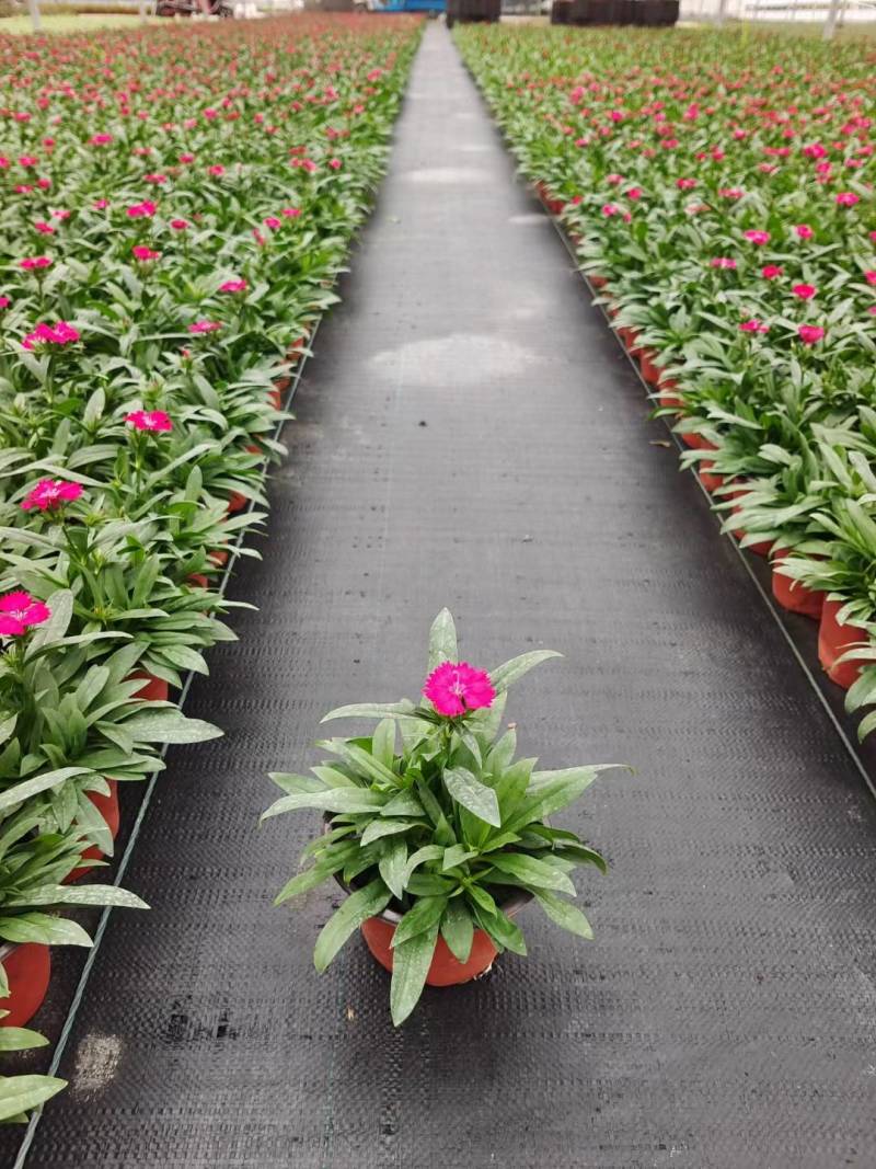 冬季草花石竹