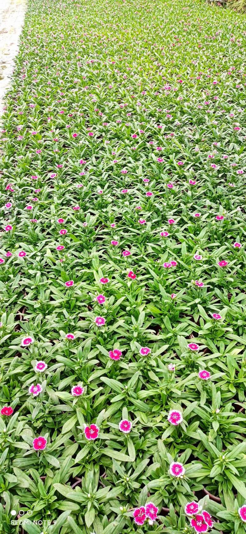 冬季草花石竹