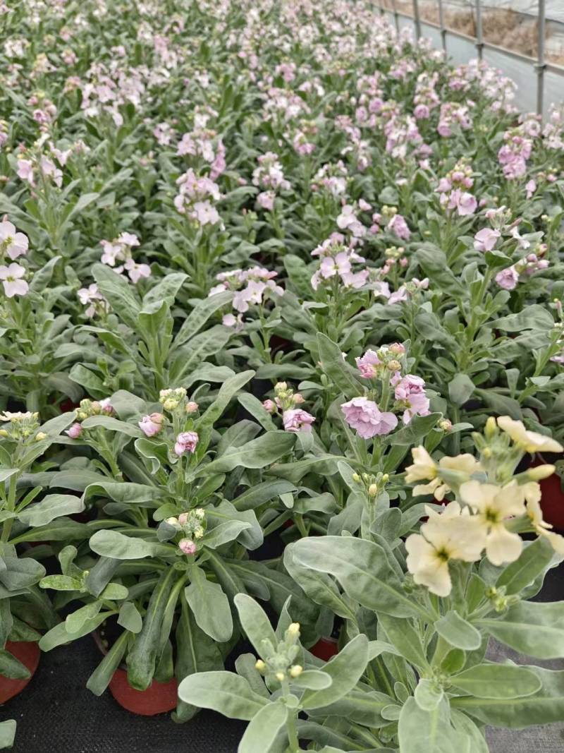 冬季草花紫罗兰红、黄、玫红、紫四色