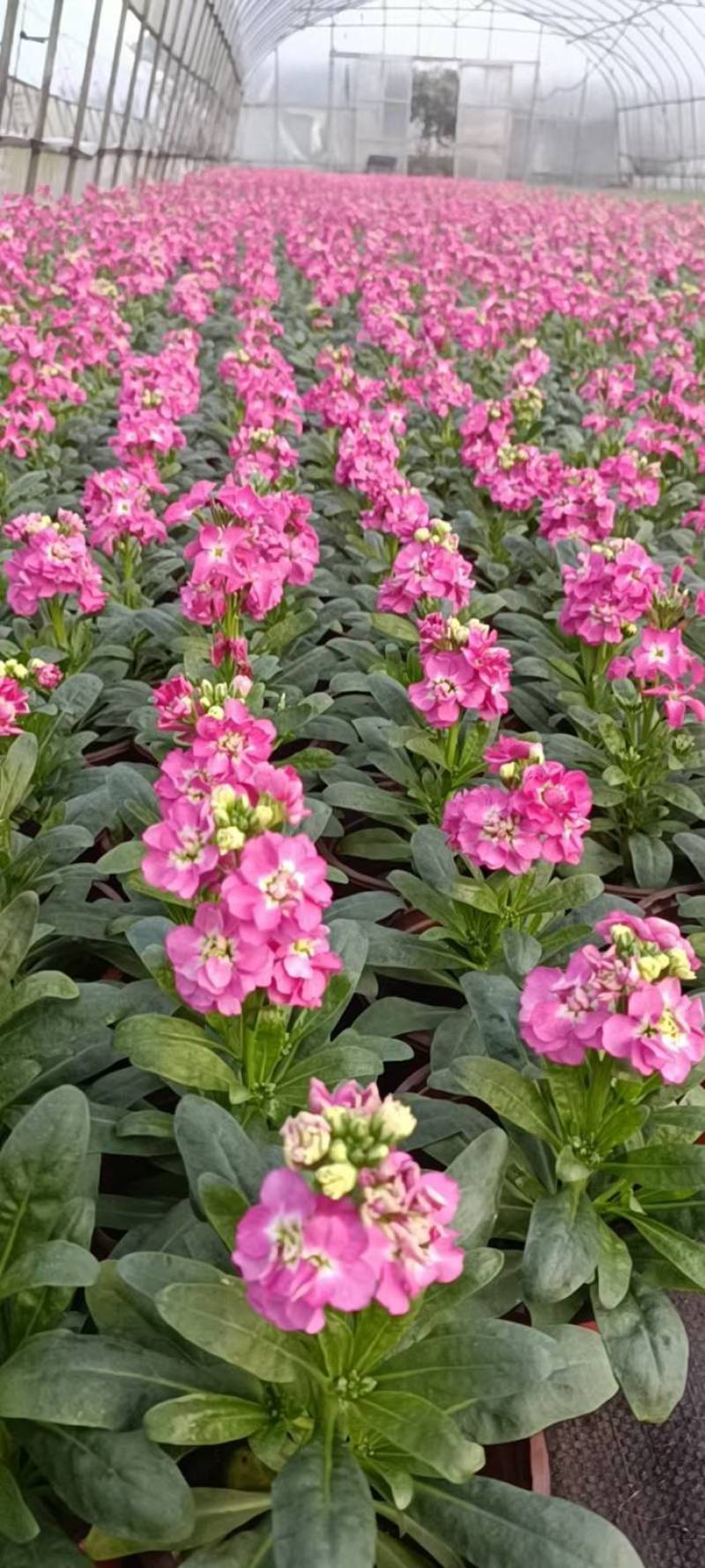 冬季草花紫罗兰红、黄、玫红、紫四色