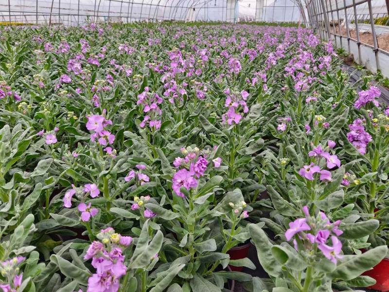 冬季草花紫罗兰红、黄、玫红、紫四色