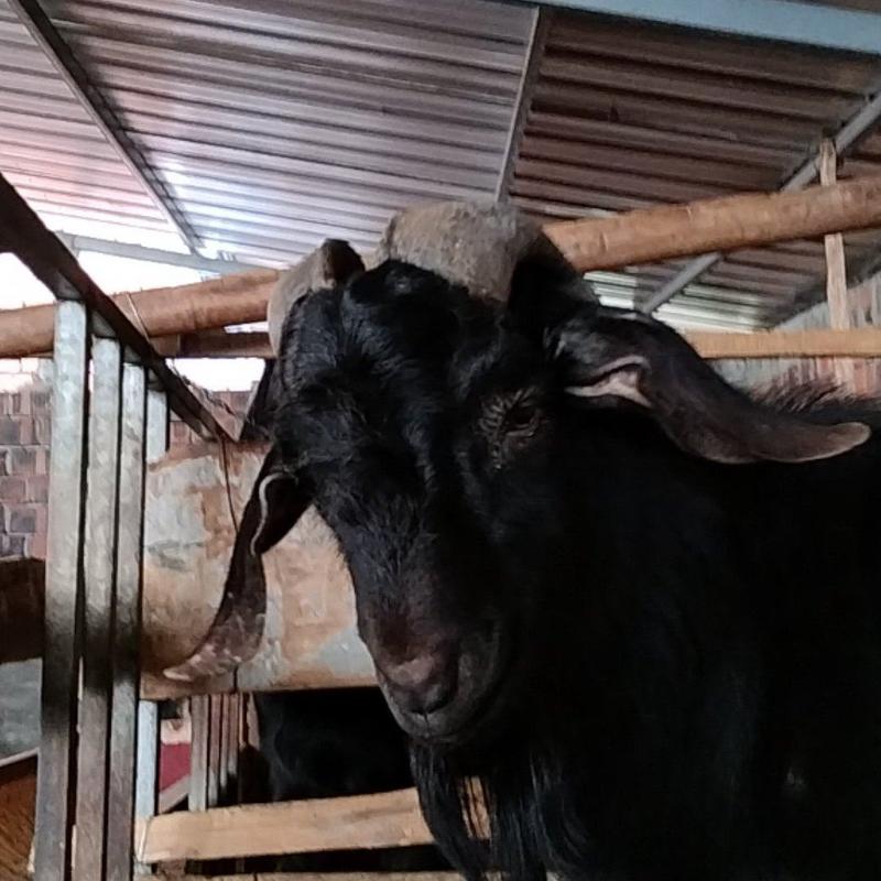 群羊出售：标准小耳黑山羊种公羊没钱买食料了出售种公羊