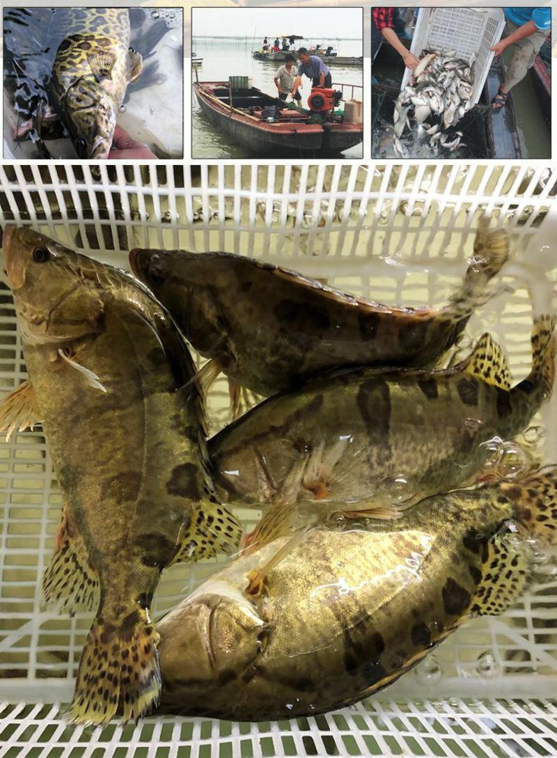 【大规格】淡水桂鱼桂花鱼活的捞来碎冰保鲜保口感运输