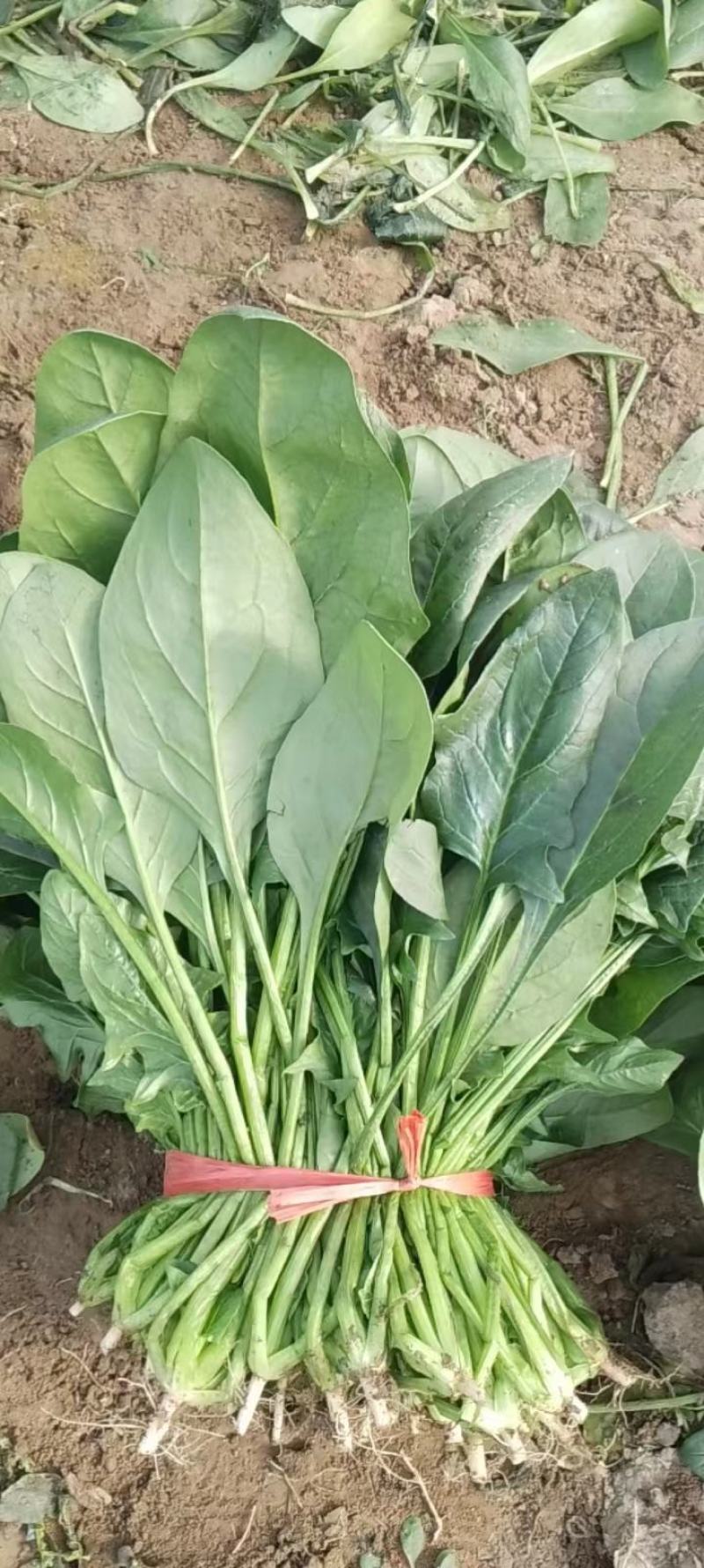 大量菠菜河北大量上市大棚菠菜电商平台