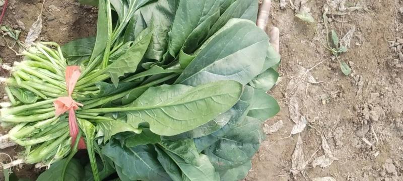 大量菠菜河北大量上市大棚菠菜电商平台