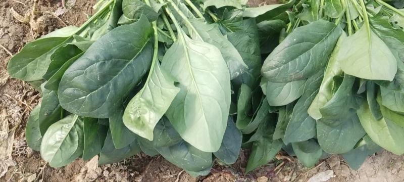 大量菠菜河北大量上市大棚菠菜电商平台