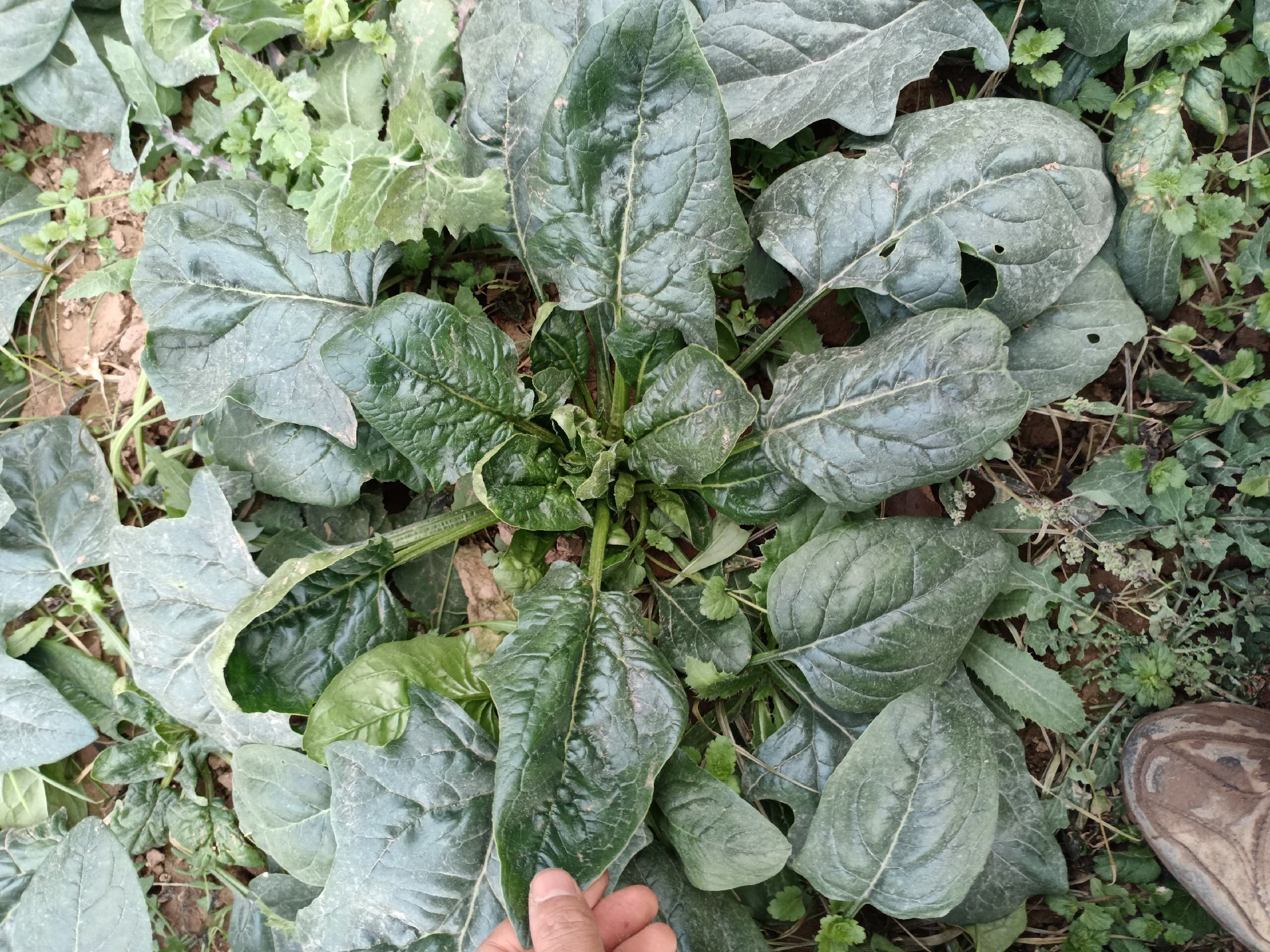 菠菜成熟期叶片肥厚、颜色翠绿