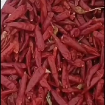 干辣椒