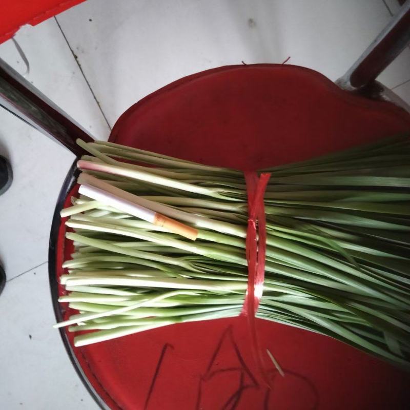精品韭菜，大量上市，欢迎采购