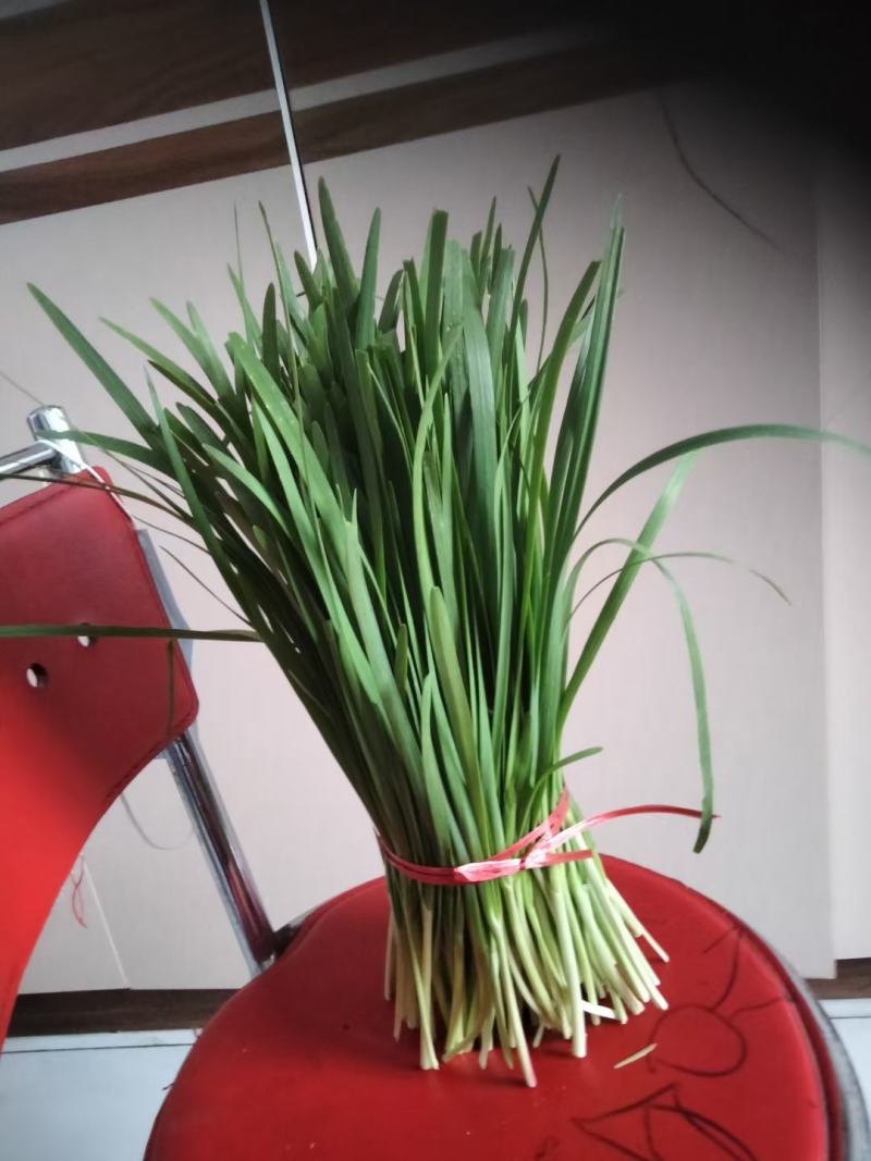 精品韭菜，大量上市，欢迎采购