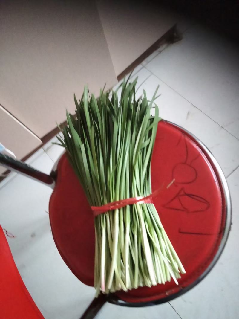 精品韭菜，大量上市，欢迎采购