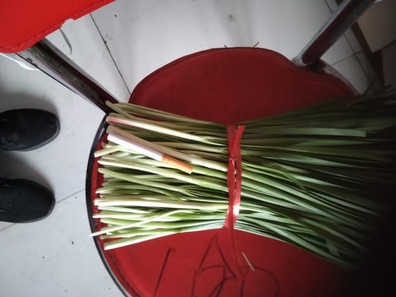 精品韭菜，大量上市，欢迎采购