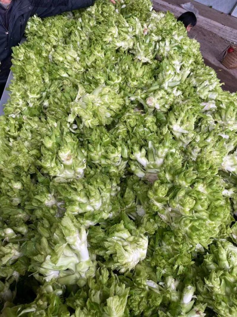 精品儿菜，重庆潼南遂宁都可以装货