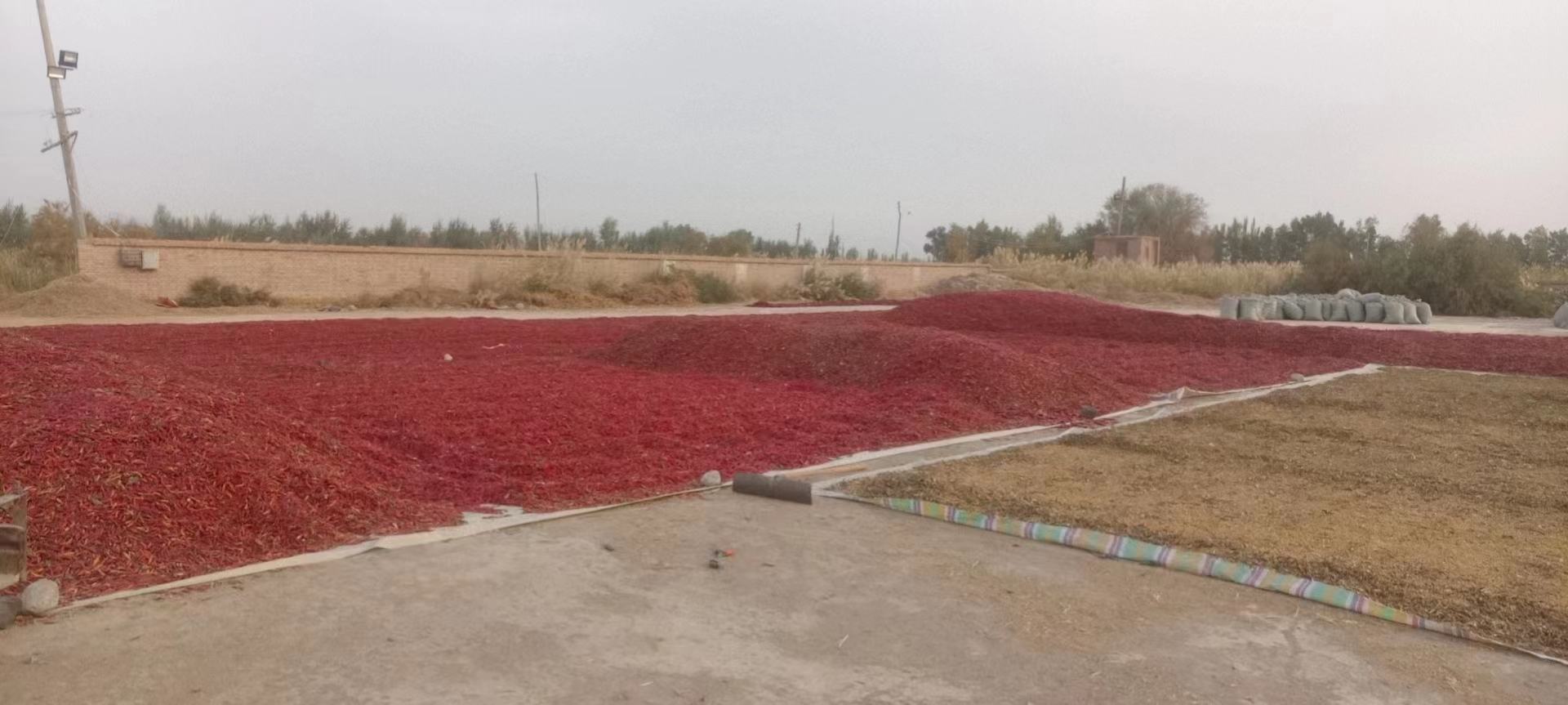 满天星干辣椒种植田实景图
