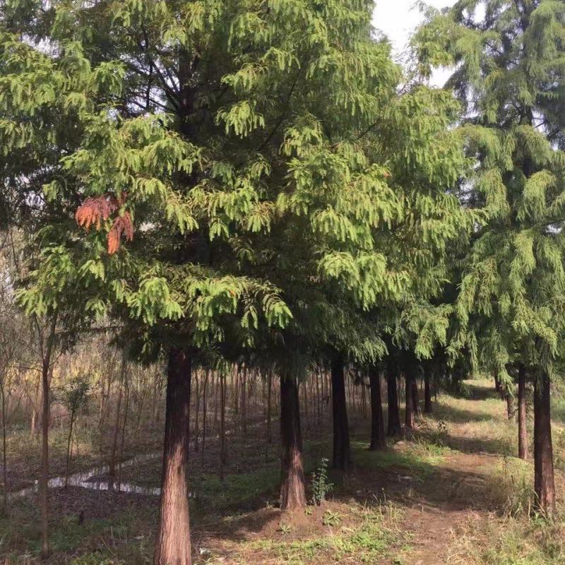 湖南益阳1-20公分中山杉基地直供一手货源黑土田苗