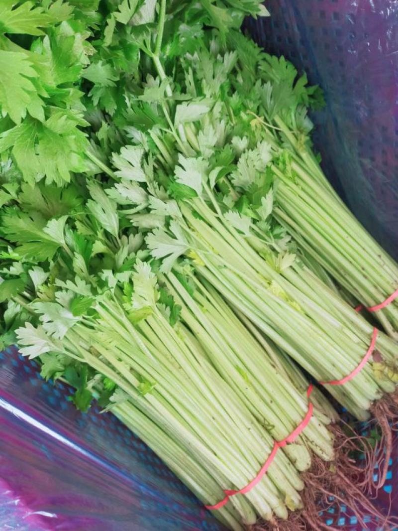 山芹菜聊城精品西芹个个精品，颗颗精选，大量上市欢迎采购。