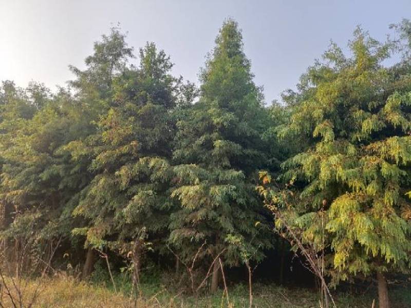 湖南益阳1-20公分中山杉基地直供一手货源黑土田苗