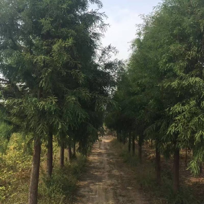 湖南益阳1-20公分中山杉基地直供一手货源黑土田苗