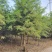 湖南益阳1-20公分中山杉基地直供一手货源黑土田苗