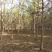 湖南益阳1-20公分中山杉基地直供一手货源黑土田苗