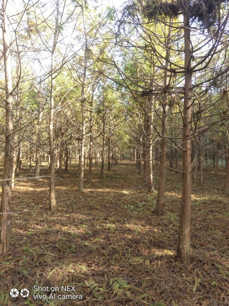 湖南益阳1-20公分中山杉基地直供一手货源黑土田苗