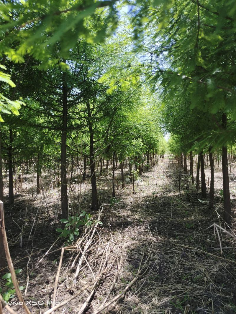湖南益阳1-20公分中山杉基地直供一手货源黑土田苗