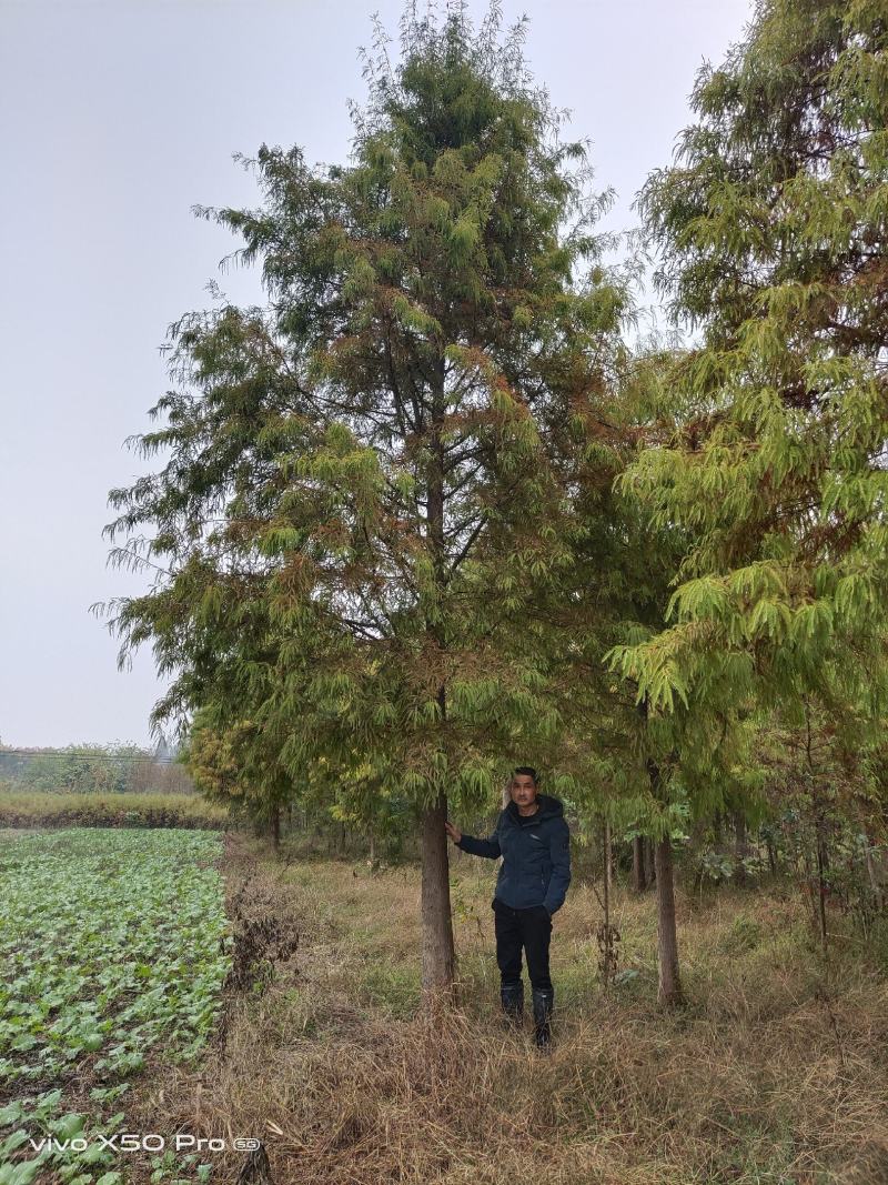 湖南益阳1-20公分中山杉基地直供一手货源黑土田苗