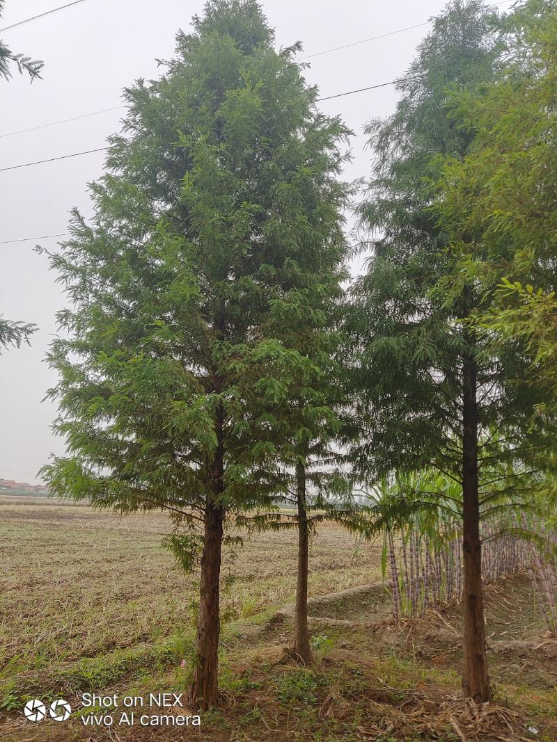 湖南益阳1-20公分中山杉基地直供一手货源黑土田苗