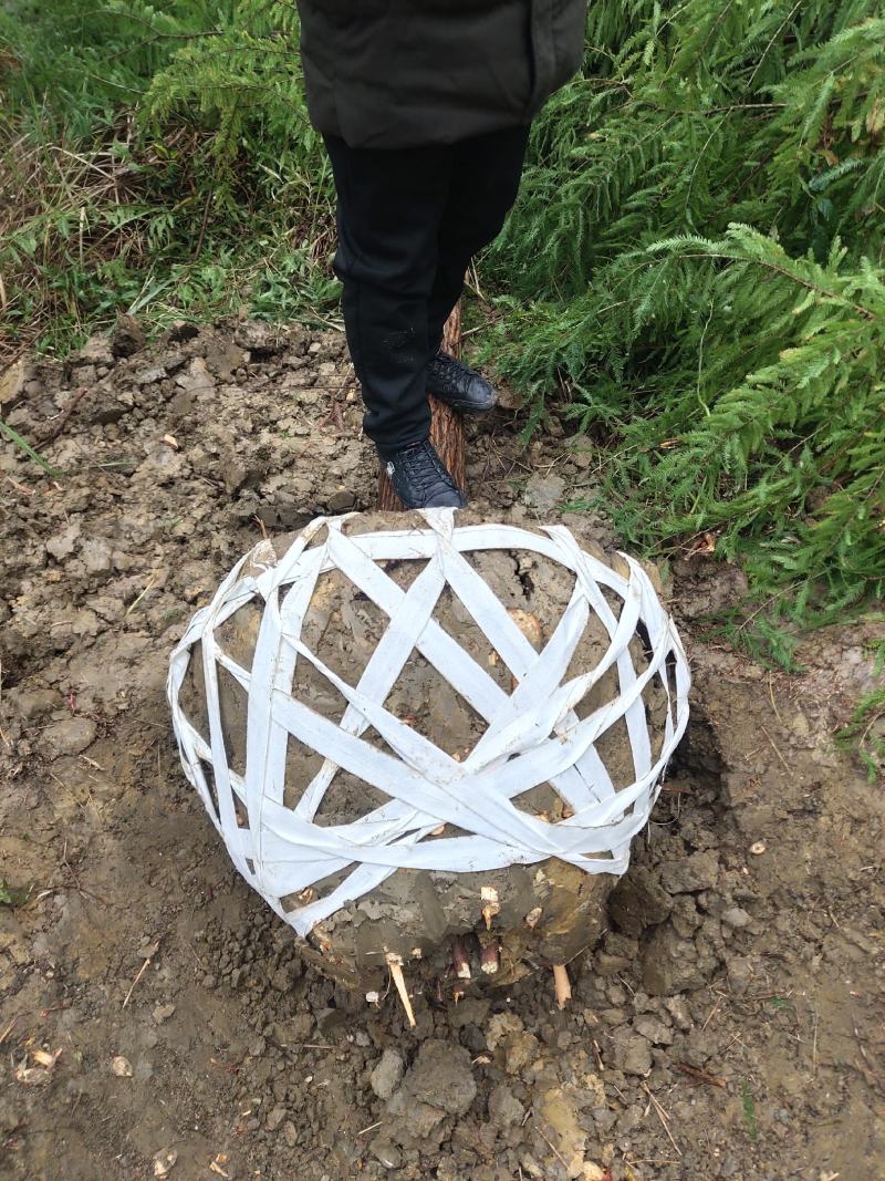 湖南益阳1-20公分中山杉基地直供一手货源黑土田苗