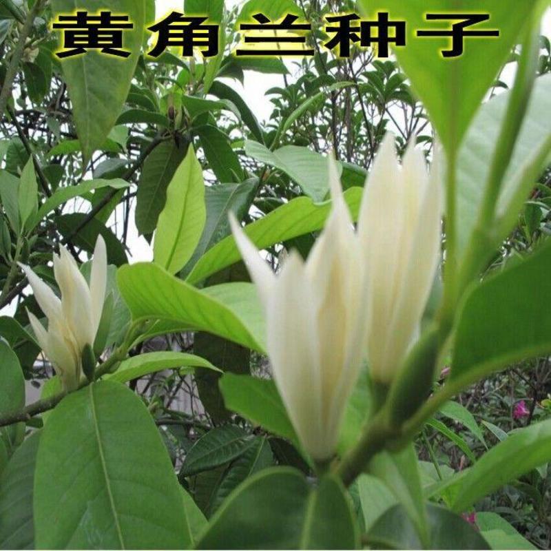 黄角兰种子/黄桷兰种子/黄果兰树种/木兰种子/白兰花种子