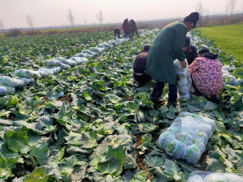 【大量上市】精品甘蓝圆包菜基地直供发全国可对接商超批发