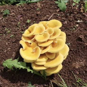 云南野生菌“羊肚菌、平菇、鸡油菌、赤松茸、菌汤包、金耳