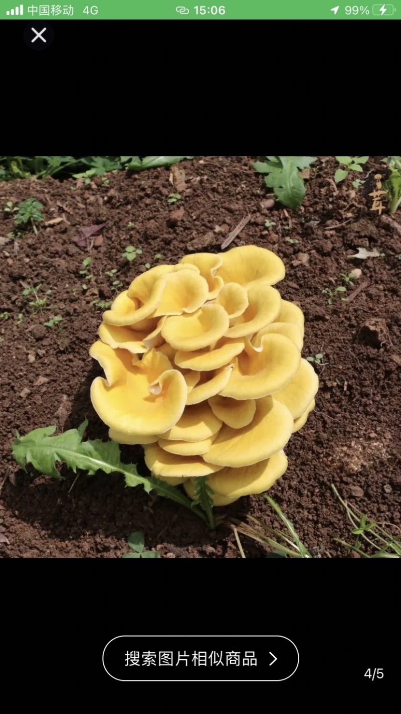 云南野生菌“羊肚菌、平菇、鸡油菌、赤松茸、菌汤包、金耳