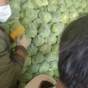 山东临沂万亩橄榄已上市口感很好价格便宜个头不大不小颜色青