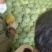 山东临沂万亩橄榄已上市口感很好价格便宜个头不大不小颜色青