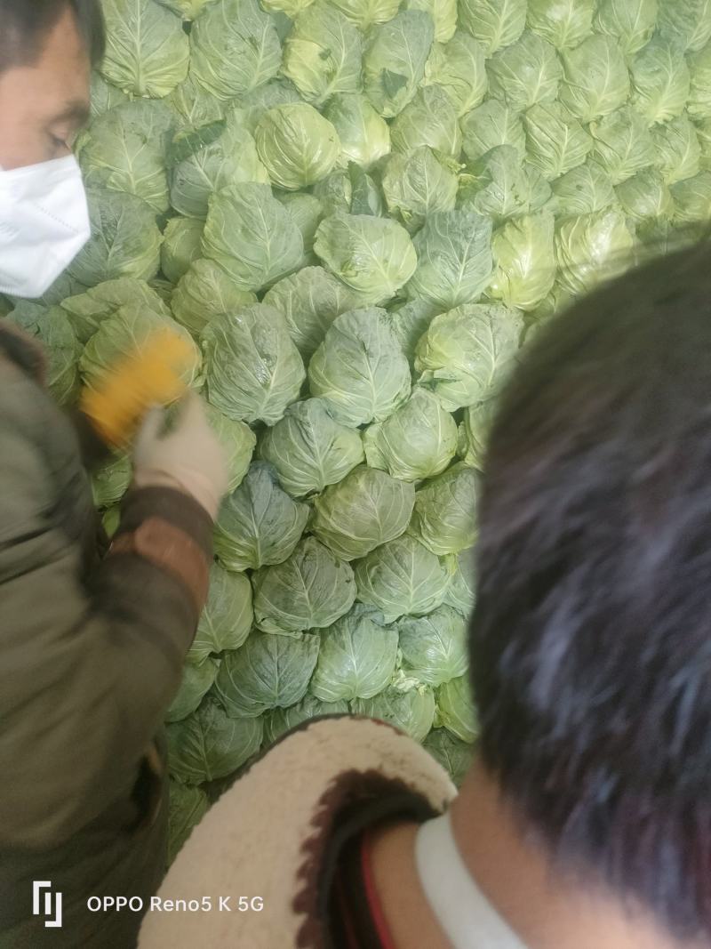 山东临沂万亩橄榄已上市口感很好价格便宜个头不大不小颜色青