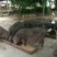 散养黑猪上市