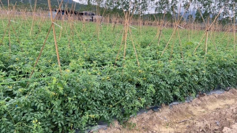 广东省阳西县上洋镇千禧圣女果现大量上市了
