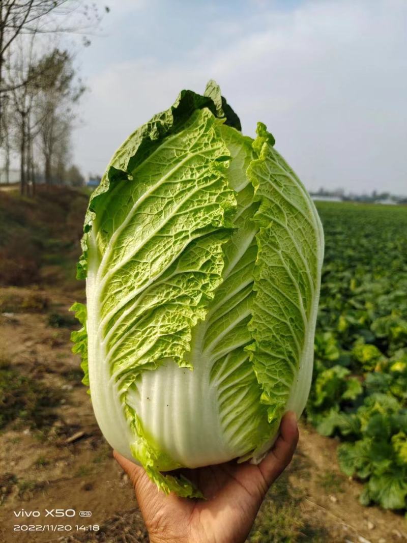 【荐】精品黄心大白菜现砍现发长期大量供货可对接商超市场