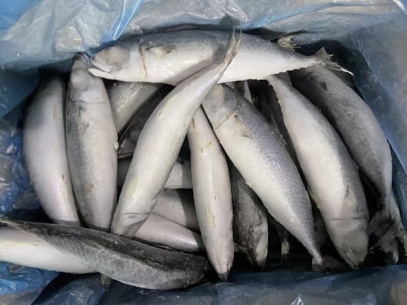 鲅鱼鲐鲅鱼青鱼青占6两大小个头均匀今年新鱼