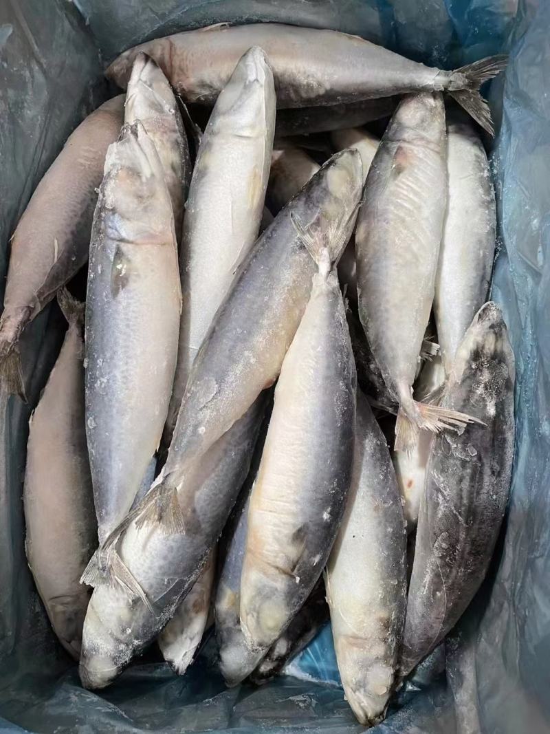 鲅鱼鲐鲅鱼青鱼青占6两大小个头均匀今年新鱼