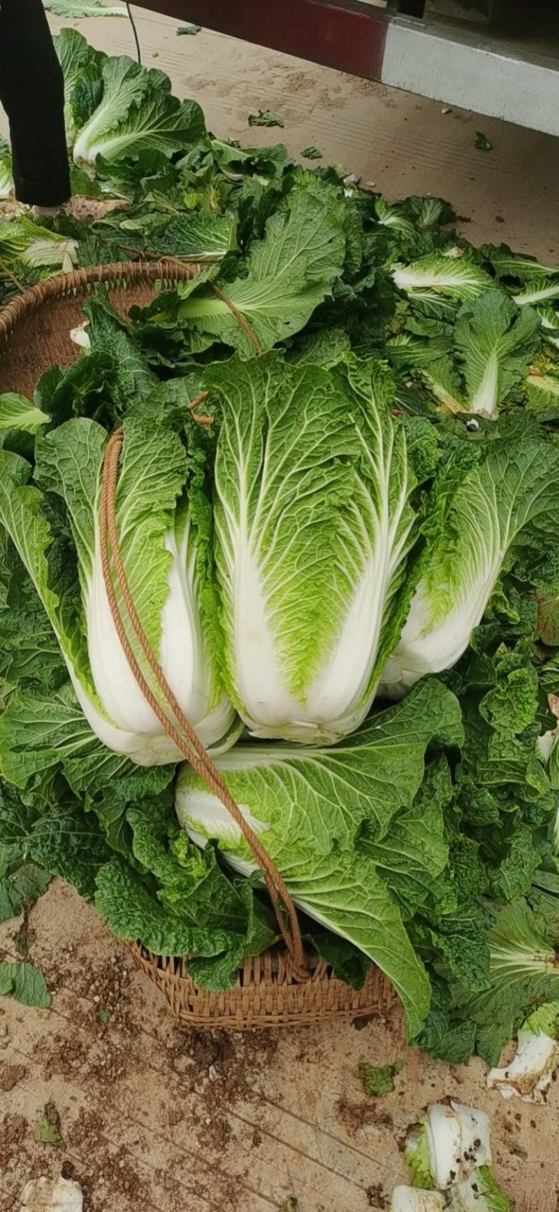 优质山地大白菜，诚信经营，量大从优，一次合作终生朋友！