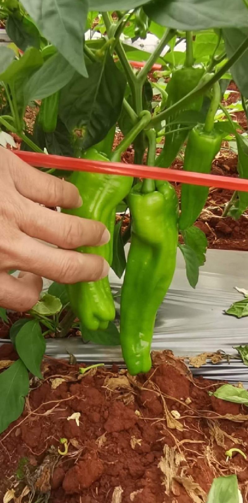 湛江徐闻薄皮泡王稳定一手货源按需分拣。